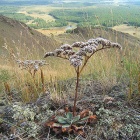 флора хр. Нурали