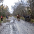 Дорога в Алескандровку, 28.09.2012